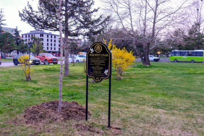 Masumiyet çınarları, kaybedilen canların hatırasını yaşatacak