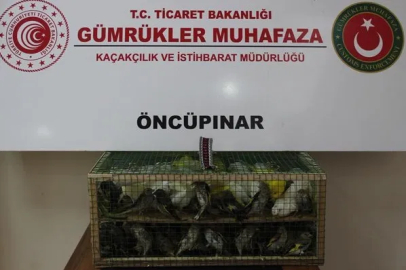 Gümrük Muhafaza'dan kaçakçılığa darbe! 2026'da 58 bin 519 canlı hayvan kurtarıldı
